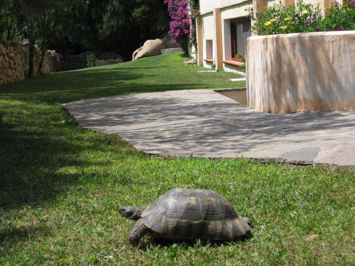 Hotel Monti Di Mola Porto Cervo Exteriér fotografie